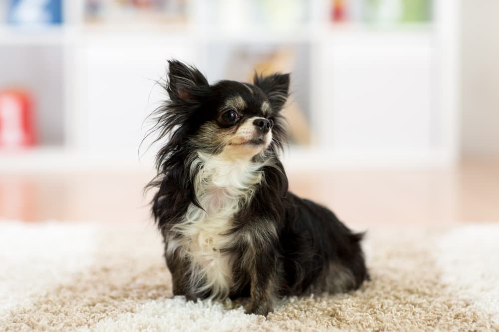 Dog Tail Behavior: What Wagging, Chasing, and More Reveal About Your Pet