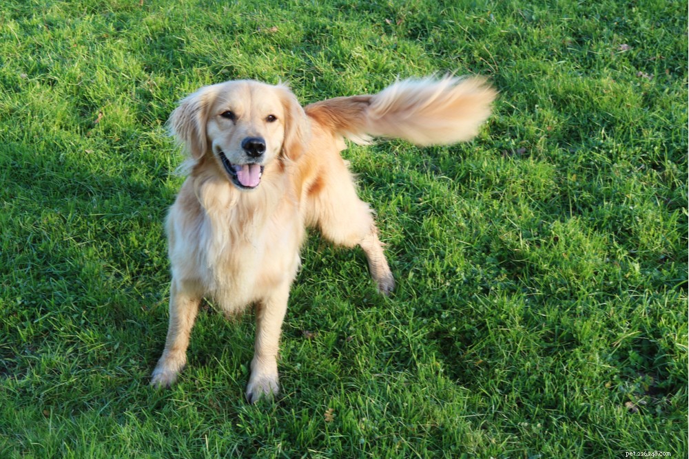 Dog Tail Behavior: What Wagging, Chasing, and More Reveal About Your Pet