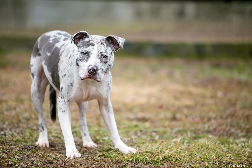Dog Tail Behavior: What Wagging, Chasing, and More Reveal About Your Pet