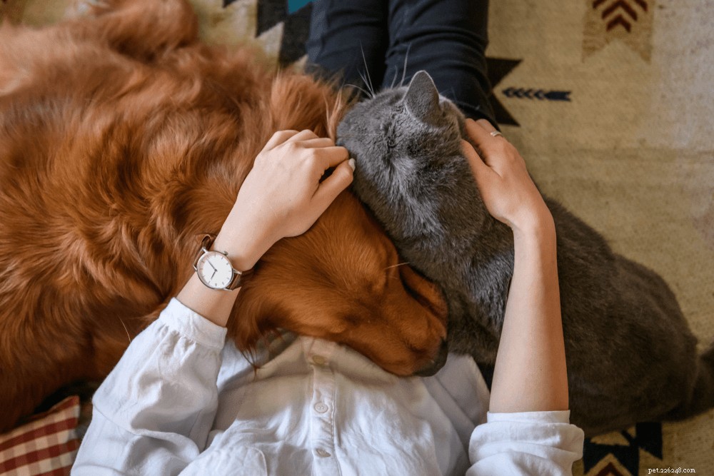 Do Cats Truly Thrive Alone? Understanding Their Need for Human Companionship