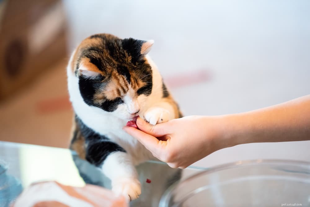 6 Proven Ways to Strengthen Your Bond with Your Cat at Home