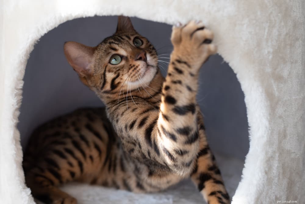6 Proven Ways to Strengthen Your Bond with Your Cat at Home