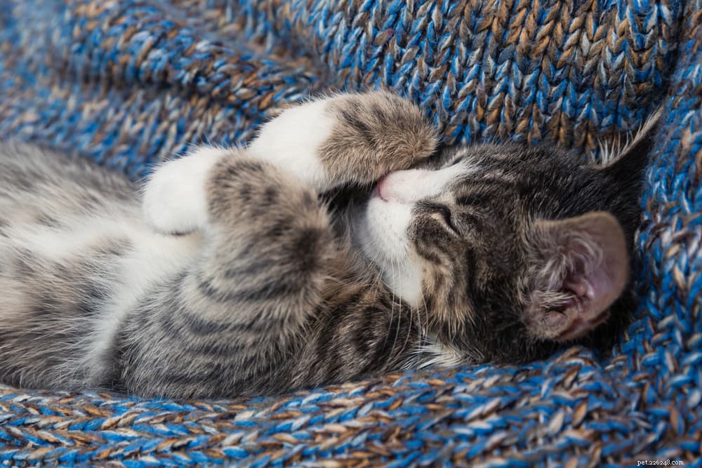 6 Proven Ways to Strengthen Your Bond with Your Cat at Home