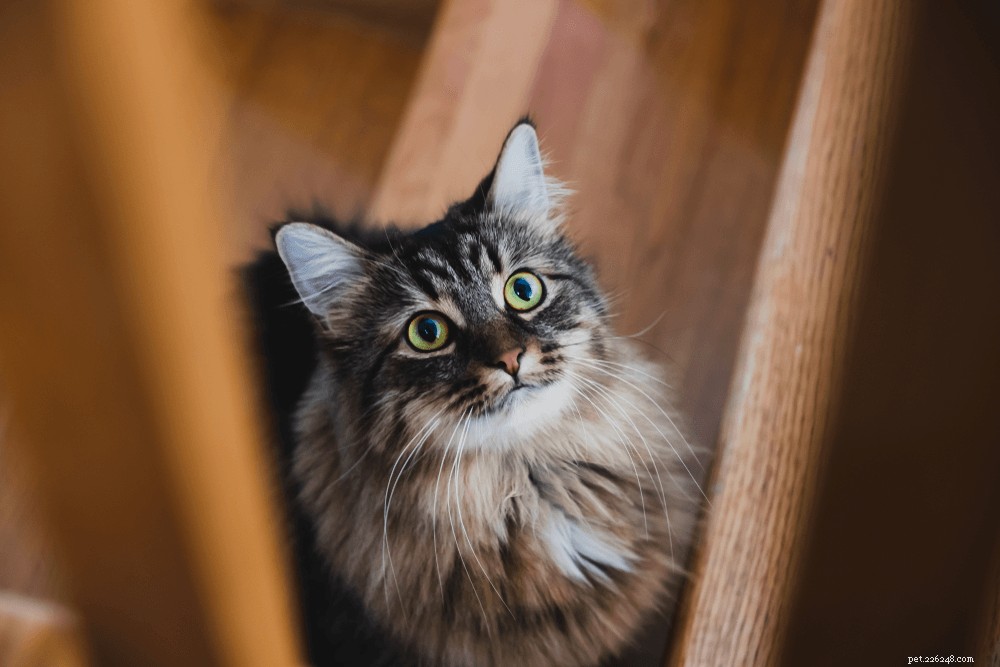 Understanding Why Your Cat Avoids the Stairs: Causes and Solutions