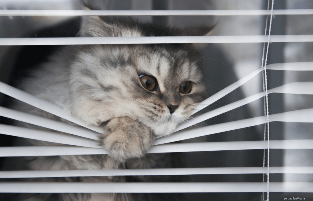Do Cats Experience Separation Anxiety? A Practical Guide for Owners