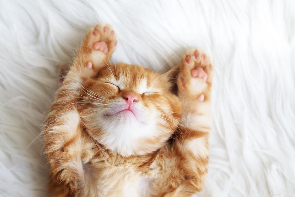 Do Cats Sweat? Expert Answers on Feline Cooling Mechanisms