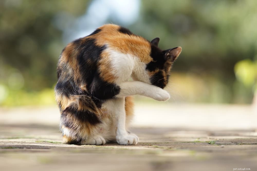 Do Cats Sweat? Expert Answers on Feline Cooling Mechanisms