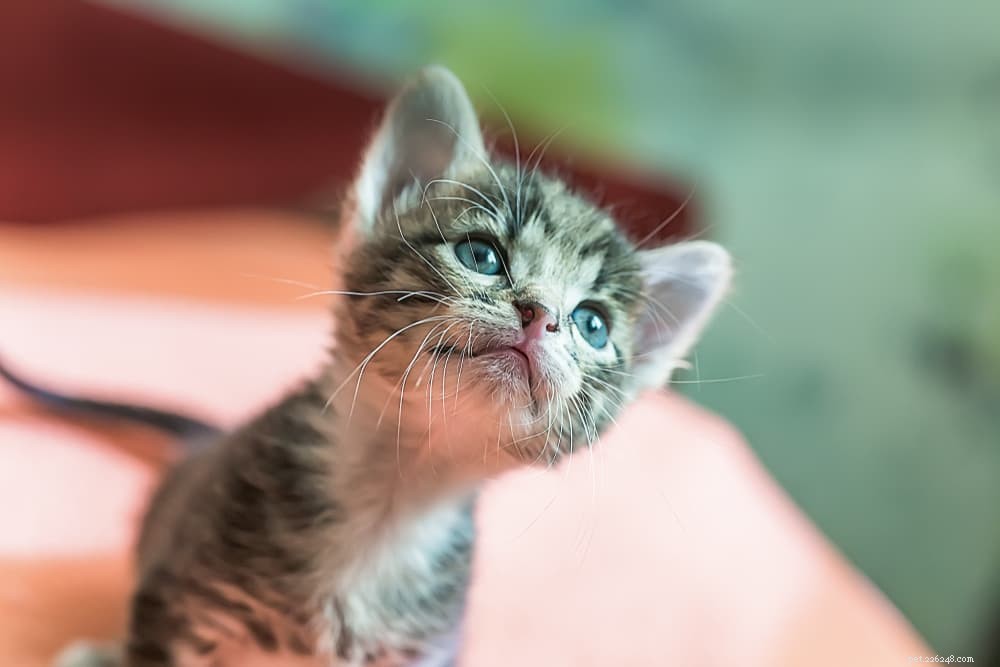 8 Unexpected Triggers That Cause Stress in Cats