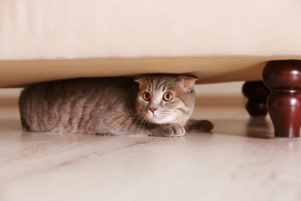 8 Unexpected Triggers That Cause Stress in Cats