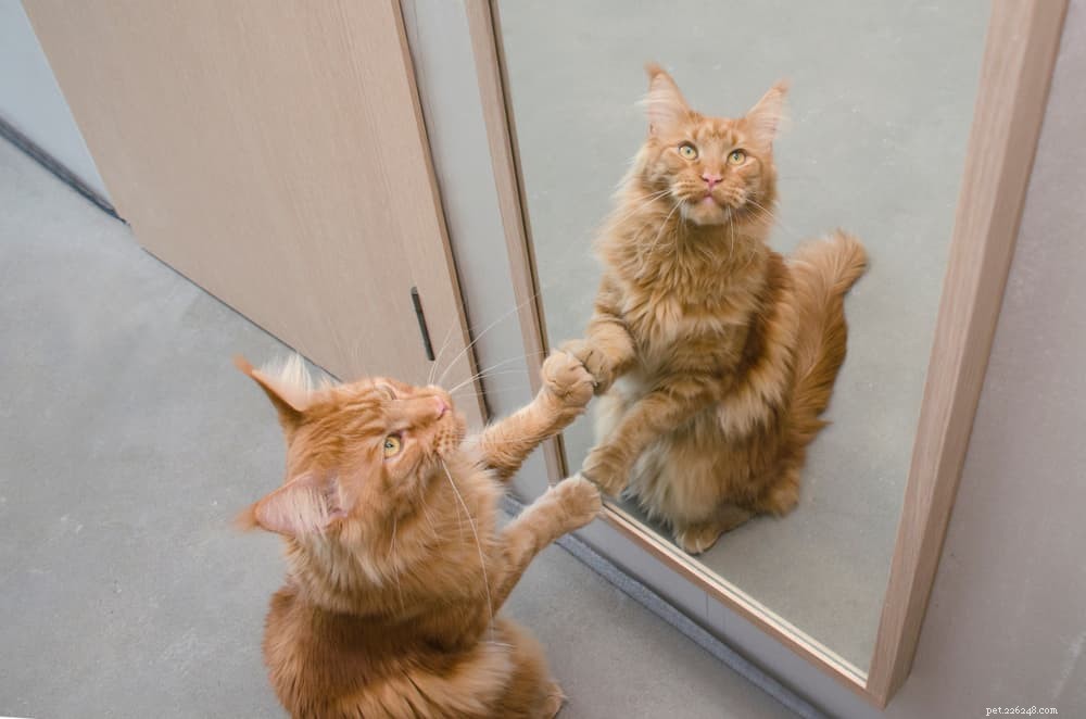 8 Unexpected Triggers That Cause Stress in Cats