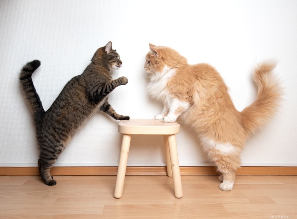 8 Unexpected Triggers That Cause Stress in Cats