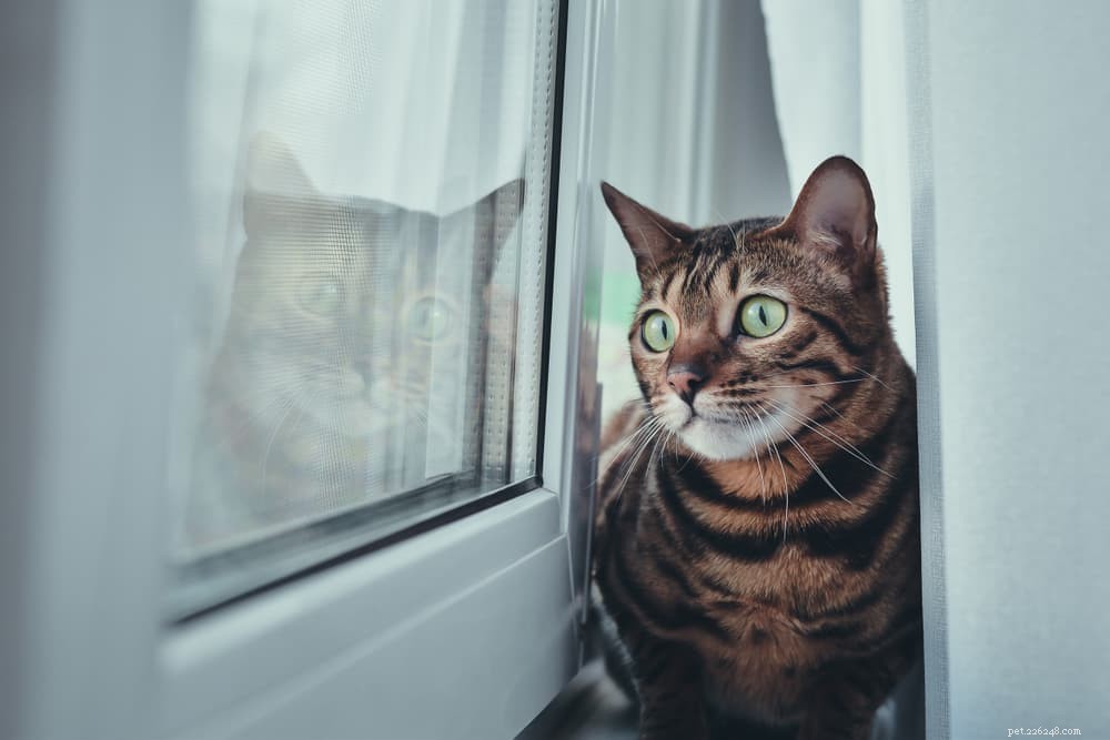 8 Unexpected Triggers That Cause Stress in Cats