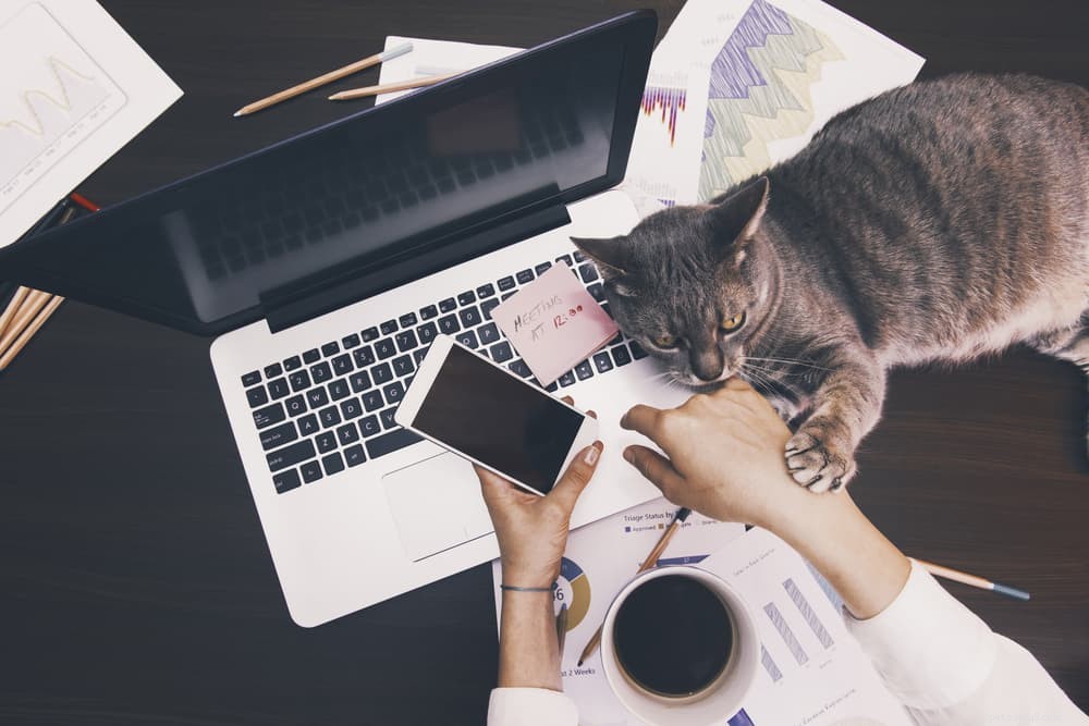 8 Unexpected Triggers That Cause Stress in Cats