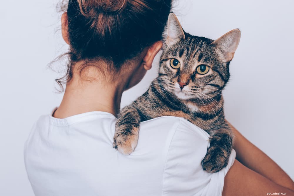 8 Unexpected Triggers That Cause Stress in Cats