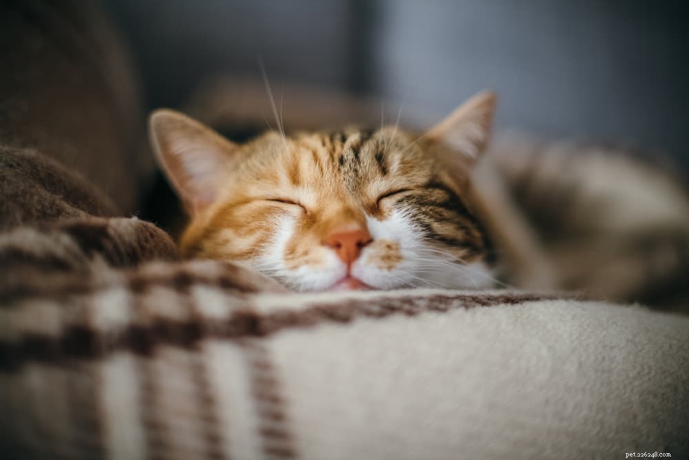 8 Unexpected Triggers That Cause Stress in Cats