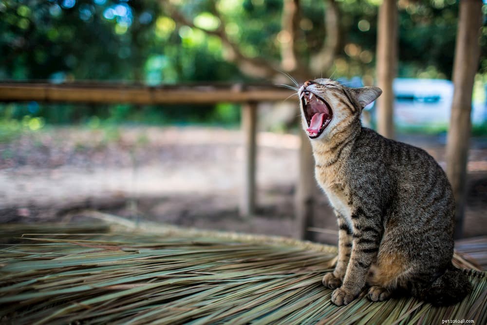 Cat Hissing Explained: Causes, Meaning, and How to Respond