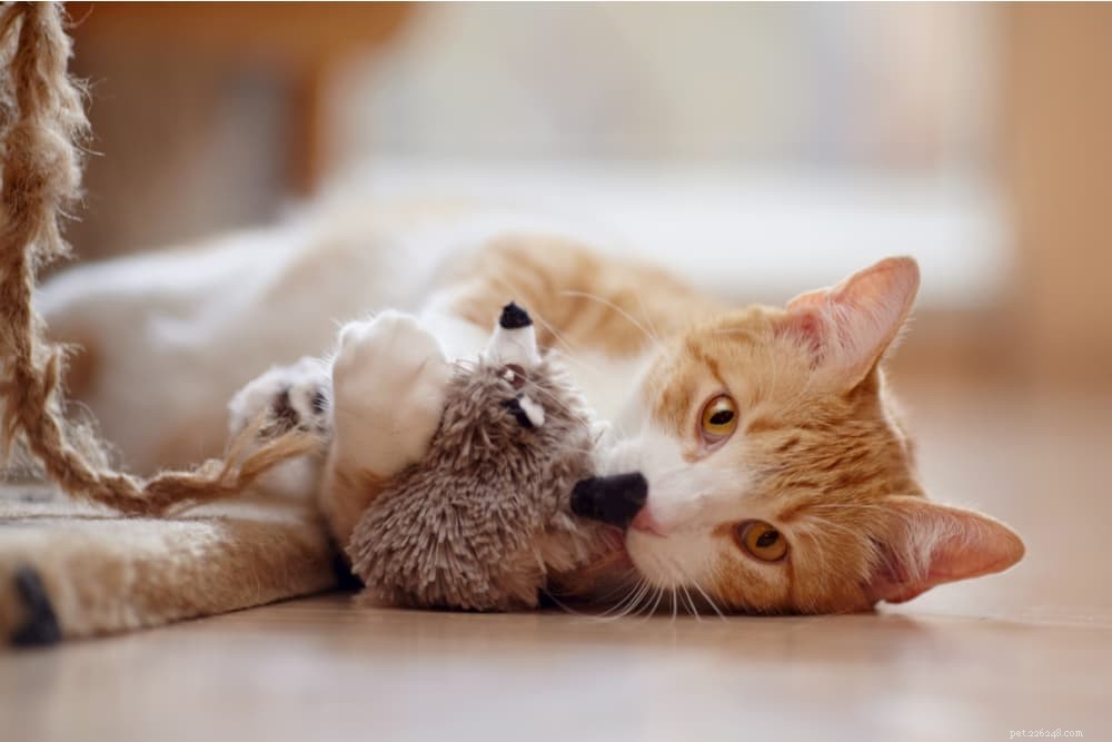 Cat Hissing Explained: Causes, Meaning, and How to Respond