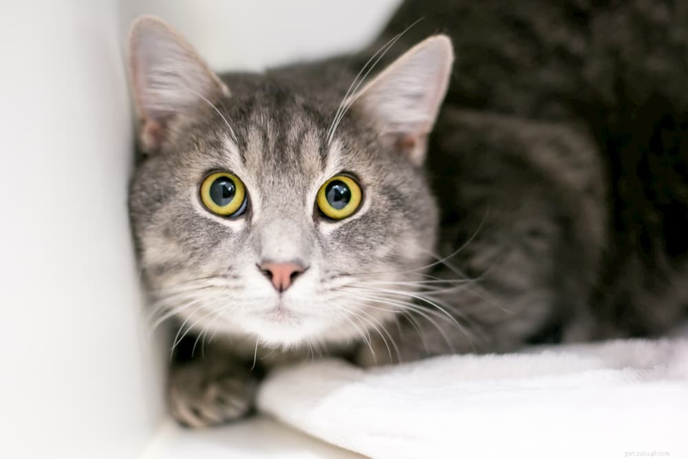 Cat Hissing Explained: Causes, Meaning, and How to Respond