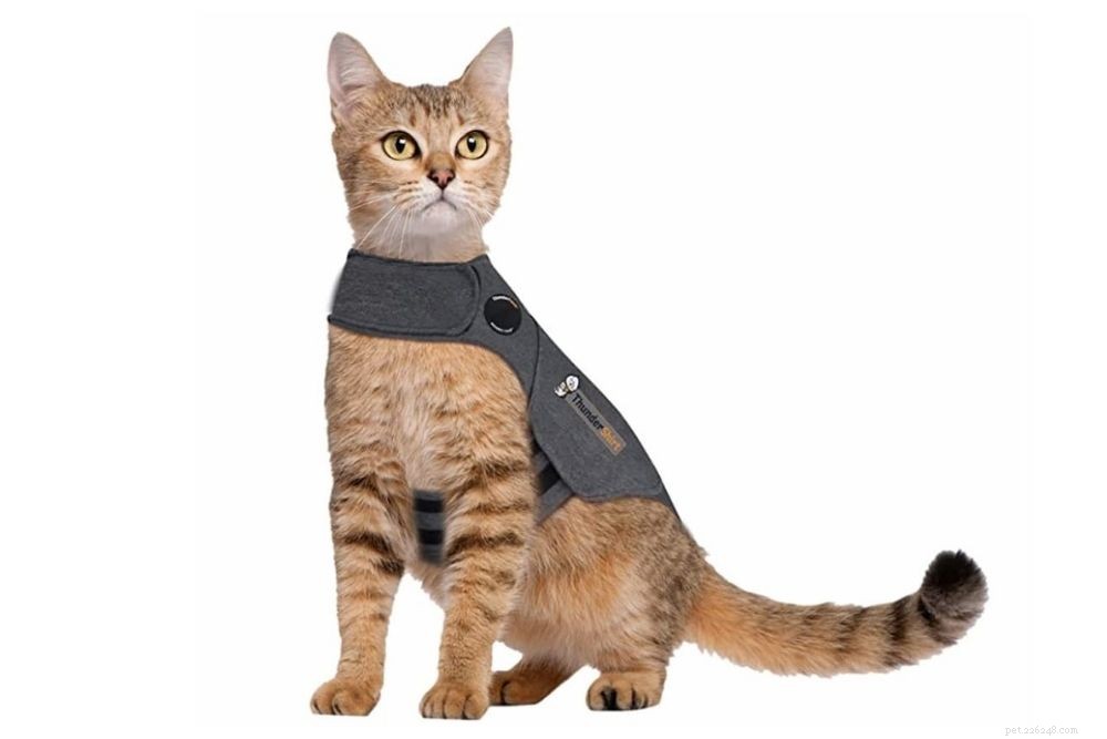 Cat Hissing Explained: Causes, Meaning, and How to Respond