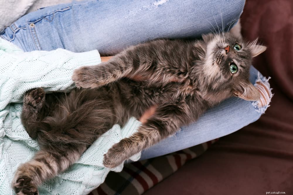 Understanding Cat Trilling: Why Cats Trill and What It Reveals