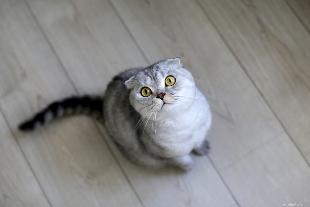 Master Your Cat’s Tail Language: Unlock the Secrets of Feline Communication