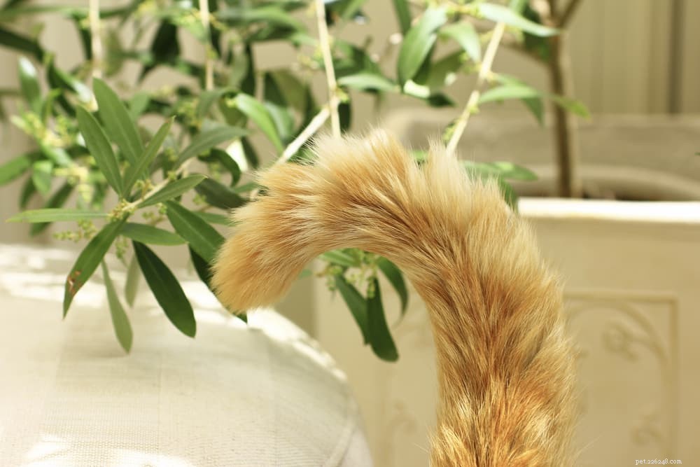Master Your Cat’s Tail Language: Unlock the Secrets of Feline Communication