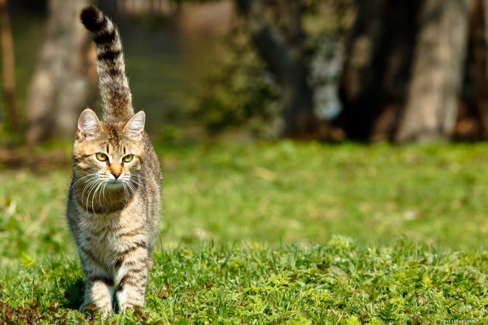 Master Your Cat’s Tail Language: Unlock the Secrets of Feline Communication
