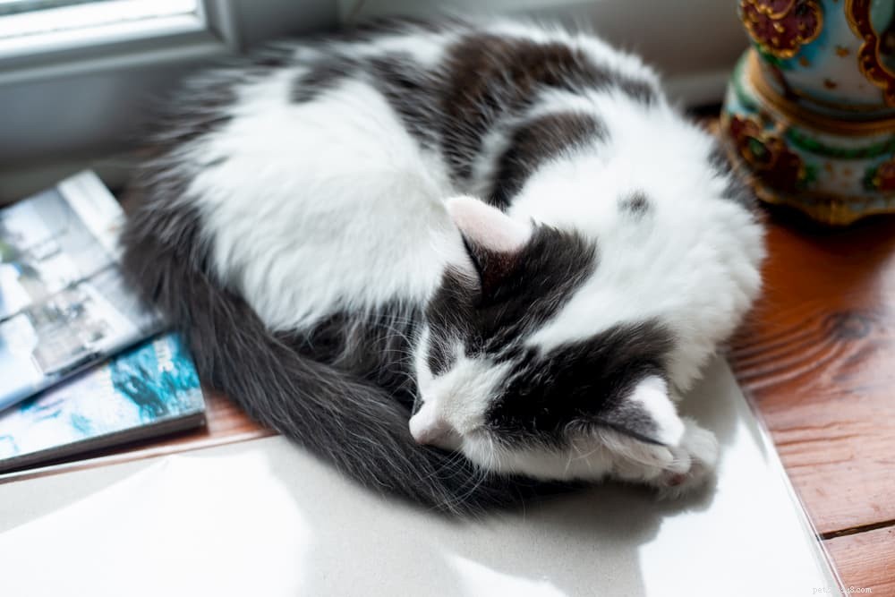 Master Your Cat’s Tail Language: Unlock the Secrets of Feline Communication