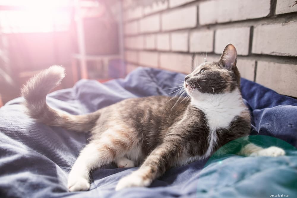 Master Your Cat’s Tail Language: Unlock the Secrets of Feline Communication