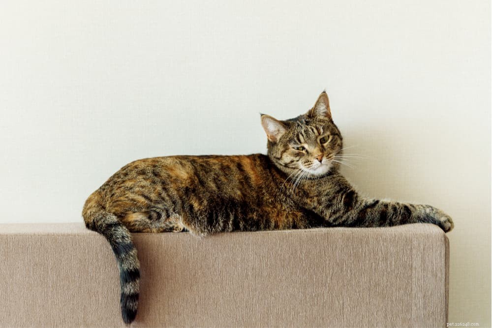 Master Your Cat’s Tail Language: Unlock the Secrets of Feline Communication