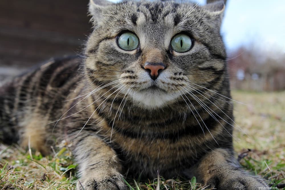 Calming Your Cat: Proven Tips & Expert Advice