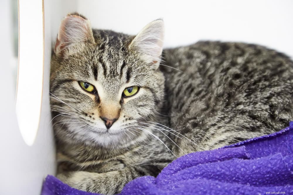 Calming Your Cat: Proven Tips & Expert Advice