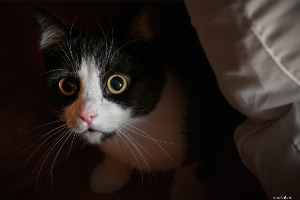 Calming Your Cat: Proven Tips & Expert Advice