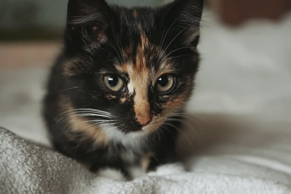 Calming Your Cat: Proven Tips & Expert Advice
