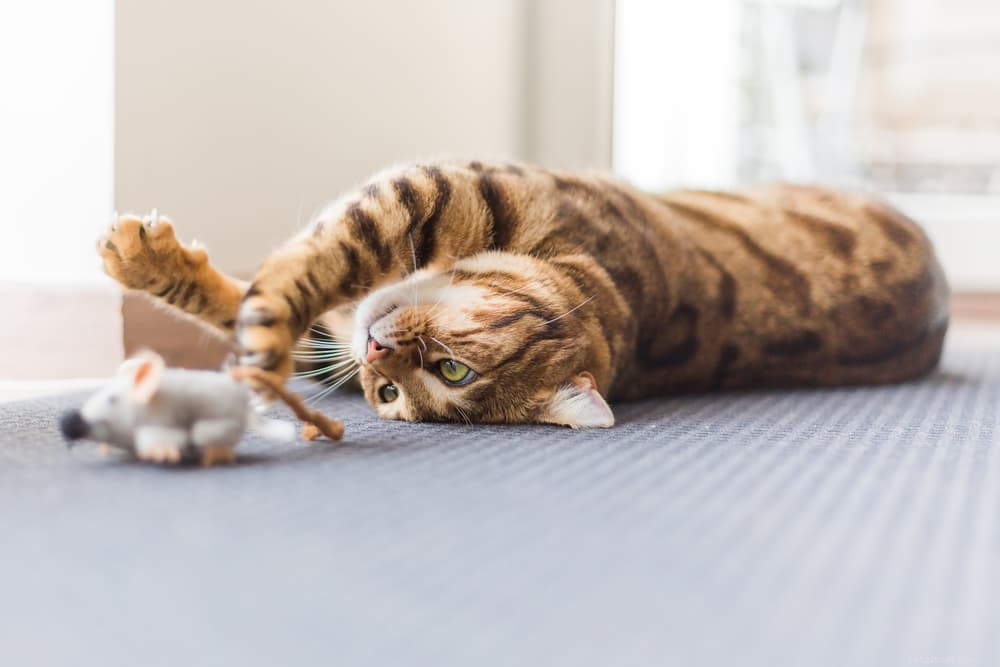 Calming Your Cat: Proven Tips & Expert Advice