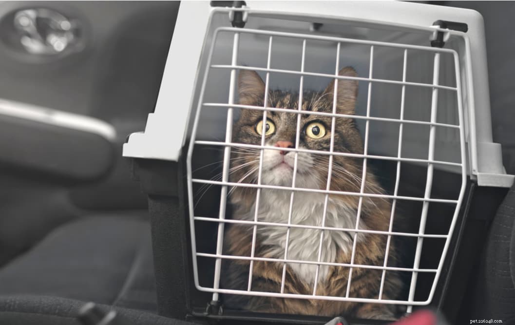 Calming Your Cat: Proven Tips & Expert Advice