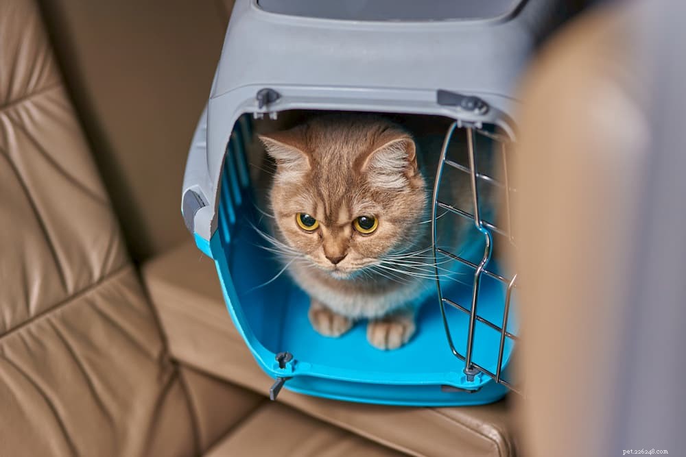 Calming Your Cat: Proven Tips & Expert Advice