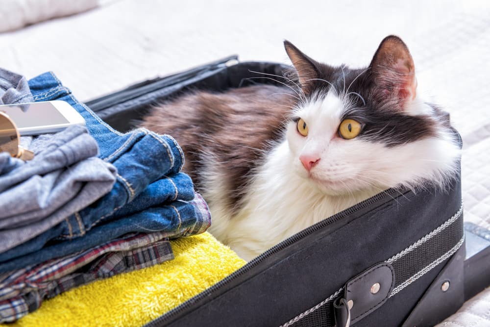 Calming Your Cat: Proven Tips & Expert Advice