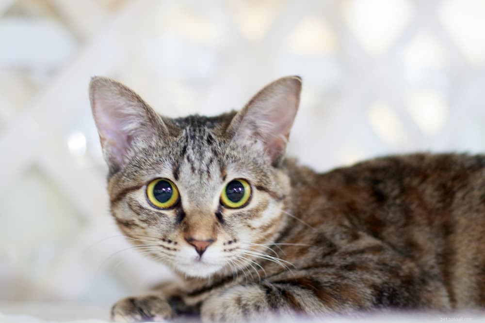 Calming Your Cat: Proven Tips & Expert Advice
