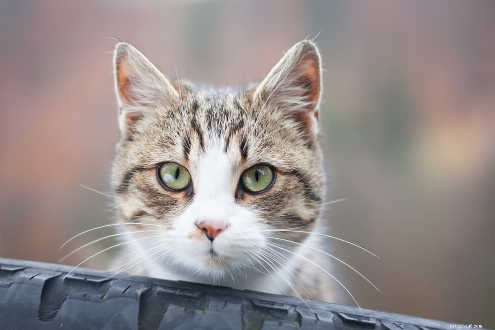 Why Cats Purr: The Science and Signals Behind Their Gentle Rumble