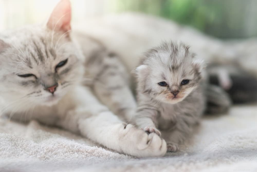 Why Cats Purr: The Science and Signals Behind Their Gentle Rumble
