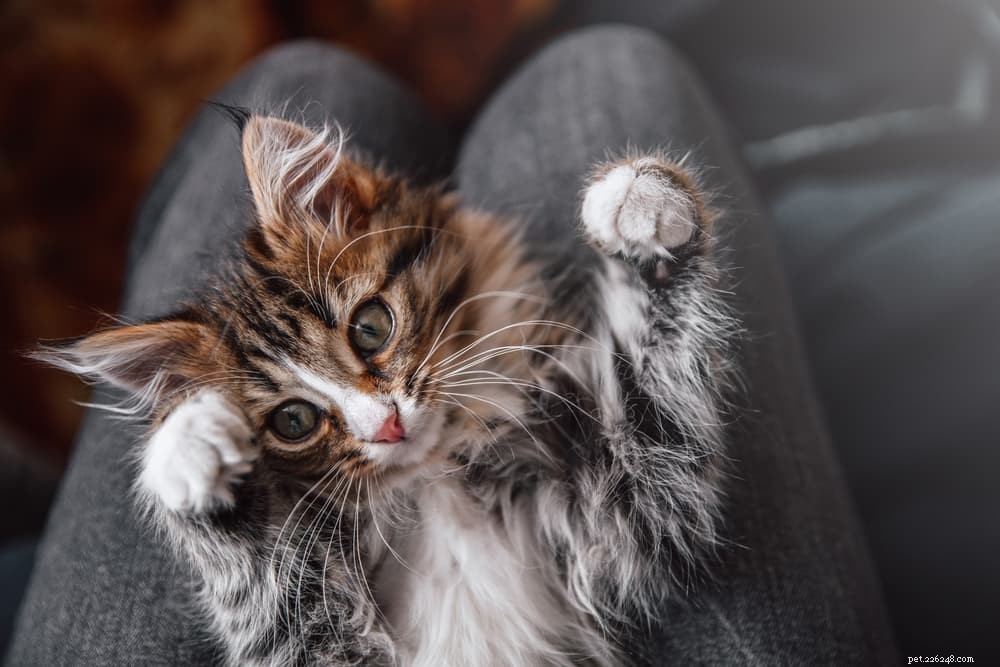 Why Cats Purr: The Science and Signals Behind Their Gentle Rumble