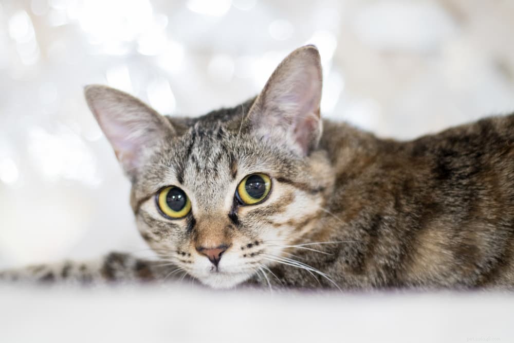 Why Cats Purr: The Science and Signals Behind Their Gentle Rumble