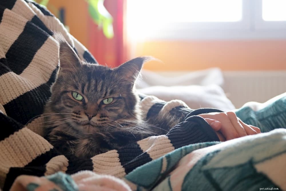 Why Cats Purr: The Science and Signals Behind Their Gentle Rumble