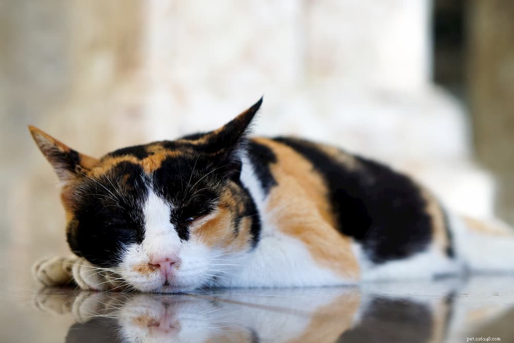 Why Cats Purr: The Science and Signals Behind Their Gentle Rumble