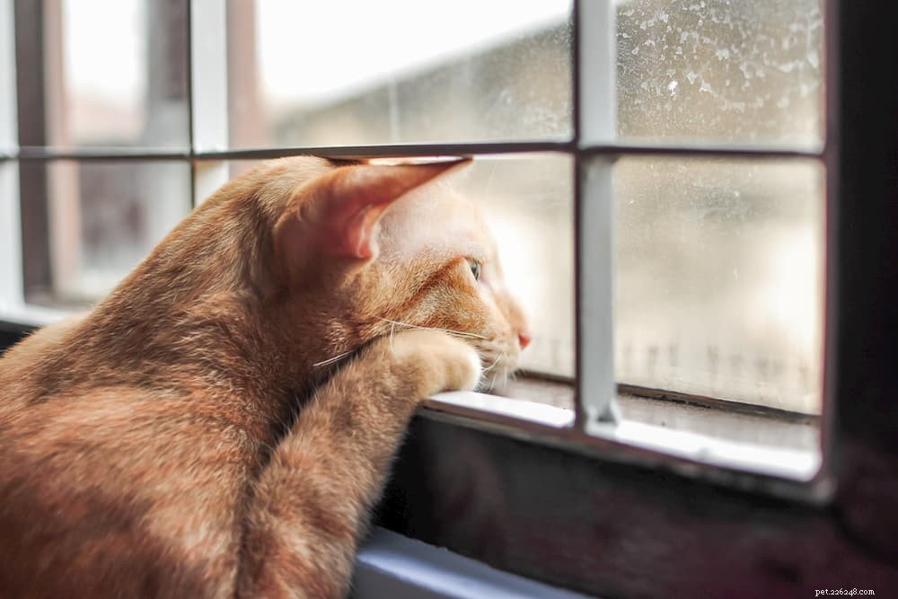 10 Key Mistakes to Avoid When Leaving Your Cat Home Alone