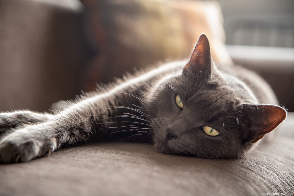 10 Key Mistakes to Avoid When Leaving Your Cat Home Alone