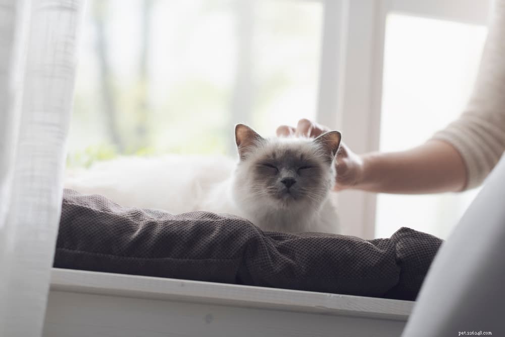 10 Key Mistakes to Avoid When Leaving Your Cat Home Alone