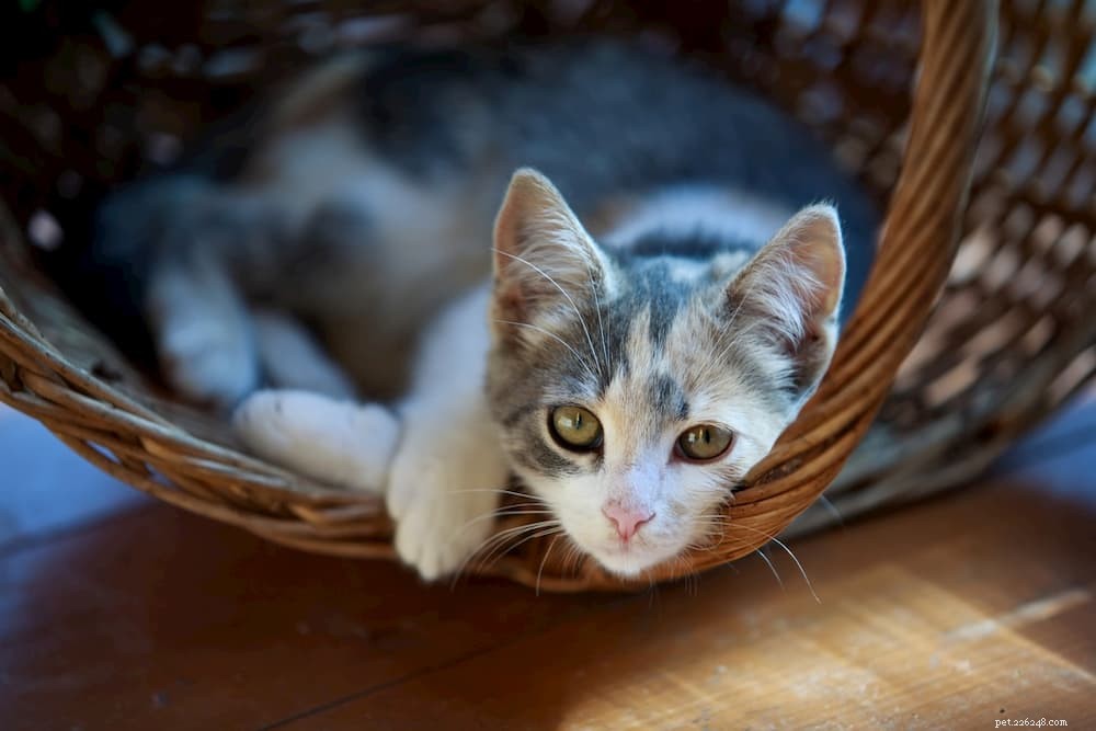 10 Key Mistakes to Avoid When Leaving Your Cat Home Alone