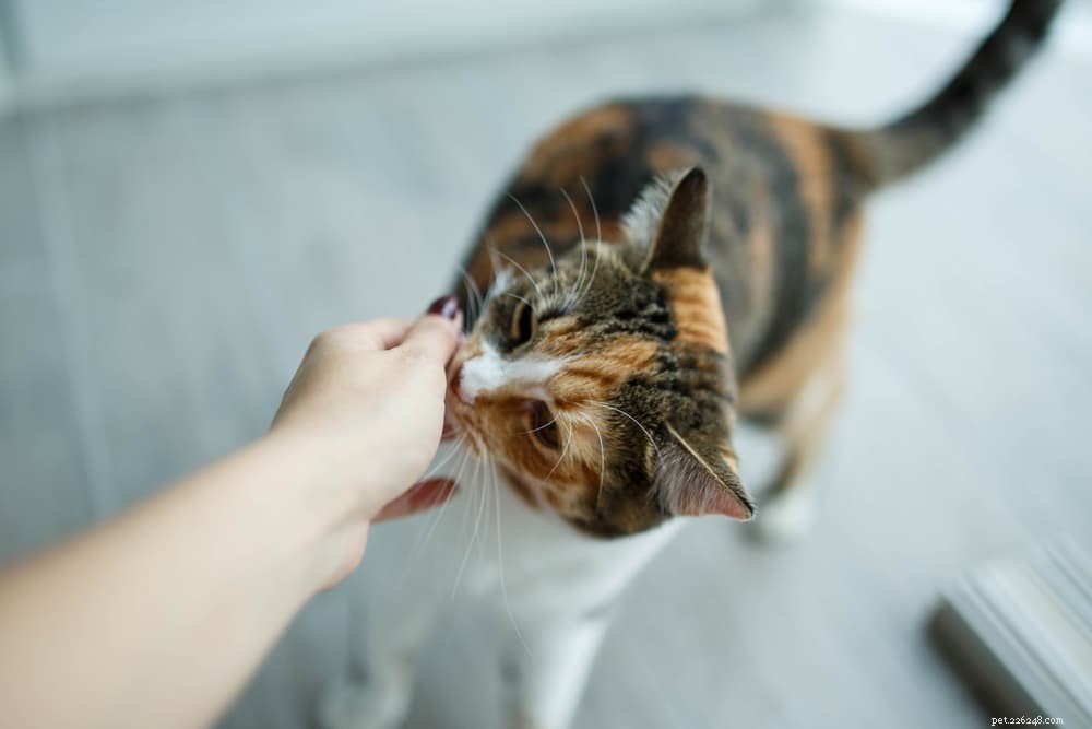 Master the Art of Cat Handling: A Proven Step‑by‑Step Guide
